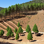 **Image Prompt 1:** A vibrant reforestation scene in Teruel, Spain. Focus on the community planting native trees (encinas, sabinas, pinos) on terraced land. Use of hydrogels is visible. Show diverse ages participating, highlighting hope and community spirit. The landscape should transition from arid to green.
